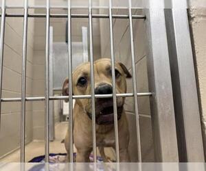 American Pit Bull Terrier Dogs for adoption in Decatur, IL, USA