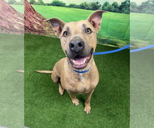 Black Mouth Cur-Unknown Mix Dogs for adoption in Euless, TX, USA