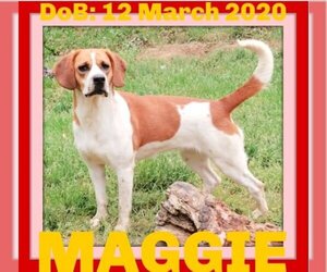 Beagle Dogs for adoption in Sebec, ME, USA