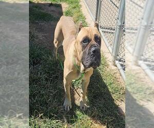 Mutt Dogs for adoption in Modesto, CA, USA