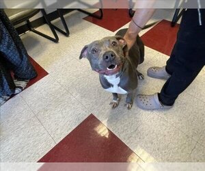 American Pit Bull Terrier Dogs for adoption in Plano, TX, USA