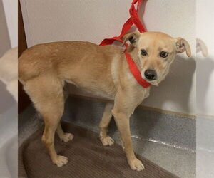 Chihuahua-Unknown Mix Dogs for adoption in Rancho Cucamonga, CA, USA