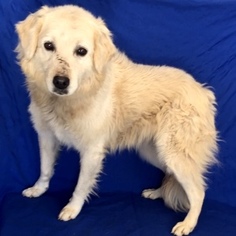 Great Pyrenees Dogs for adoption in Show Low, AZ, USA