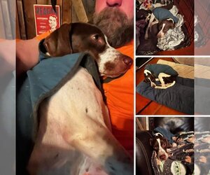 Pointer Dogs for adoption in Appleton, WI, USA