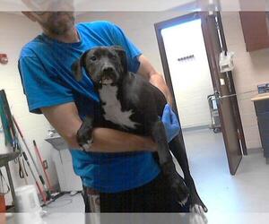 Labrador Retriever-Unknown Mix Dogs for adoption in Fayetteville, NC, USA