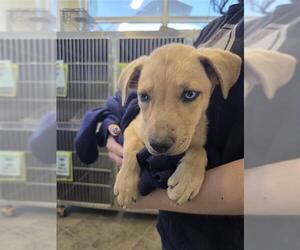 Labrador Retriever Dogs for adoption in San Antonio, TX, USA