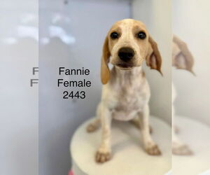 Beagle Dogs for adoption in Studio City, CA, USA