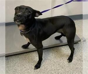 American Pit Bull Terrier-Unknown Mix Dogs for adoption in Visalia, CA, USA