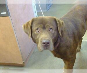 Chesapeake Bay Retriever-Unknown Mix Dogs for adoption in Sacramento, CA, USA