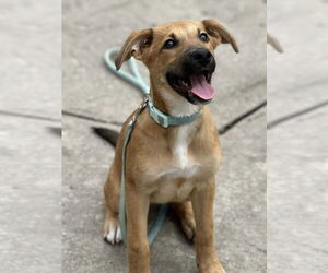 Labrador Retriever-Unknown Mix Dogs for adoption in The Woodlands, TX, USA