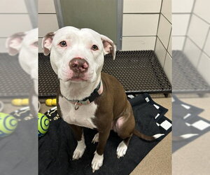 Mutt Dogs for adoption in Fort Wayne, IN, USA