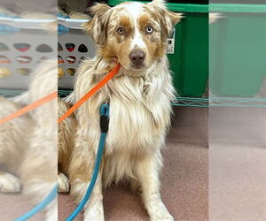 Australian Shepherd-Unknown Mix Dogs for adoption in Ogden, UT, USA