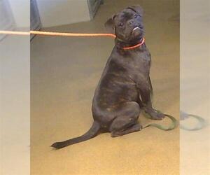 Pug Dogs for adoption in Sacramento, CA, USA