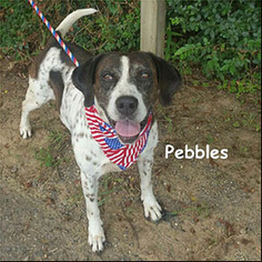 German Shorthaired Pointer Dogs for adoption in Shreveport, LA, USA