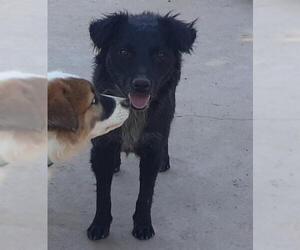 Border-Aussie Dogs for adoption in Cottonwood, AZ, USA