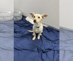 Chihuahua-Unknown Mix Dogs for adoption in Ojai, CA, USA