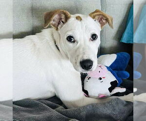 Labrador Retriever-Unknown Mix Dogs for adoption in Germantown, OH, USA