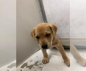 Mutt Dogs for adoption in Conroe, TX, USA