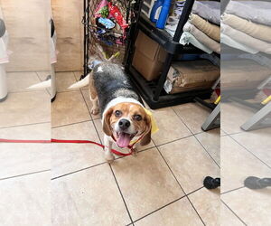Beagle Dogs for adoption in Tracy City, TN, USA