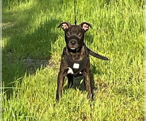 American Staffordshire Terrier-Boston Terrier Mix Dogs for adoption in Minneapolis, MN, USA