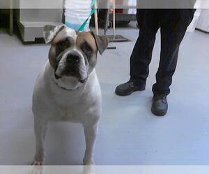 American Bulldog Dogs for adoption in Fayetteville, NC, USA