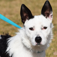 Border Collie Dogs for adoption in Huntley, IL, USA
