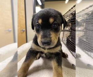 Shepweiller Dogs for adoption in Modesto, CA, USA