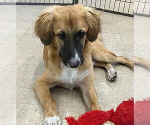 Mutt Dogs for adoption in El Centro, CA, USA