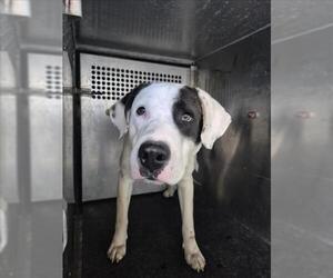 Labrador Retriever-Unknown Mix Dogs for adoption in Texas City, TX, USA