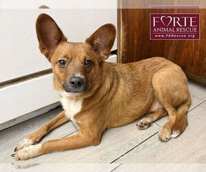 Mutt Dogs for adoption in Marina del Rey, CA, USA