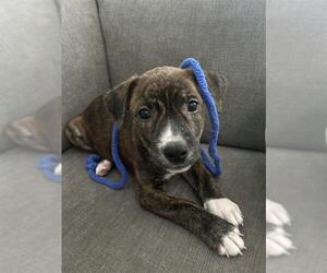 American Pit Bull Terrier-Unknown Mix Dogs for adoption in Orange, CA, USA