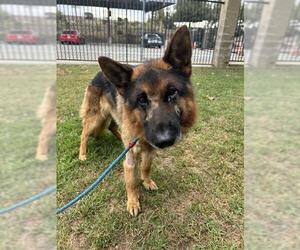 German Shepherd Dog Dogs for adoption in Riverside, CA, USA