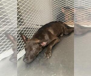 American Pit Bull Terrier Dogs for adoption in Bakersfield, CA, USA