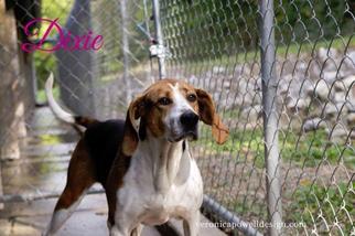 Treeing Walker Coonhound Dogs for adoption in Kendallville, IN, USA