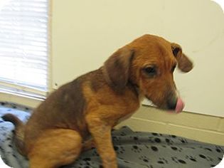 Labrador Retriever-Unknown Mix Dogs for adoption in Laingsburg, MI, USA