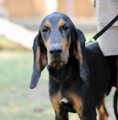 Black and Tan Coonhound Dogs for adoption in Fresno, CA, USA