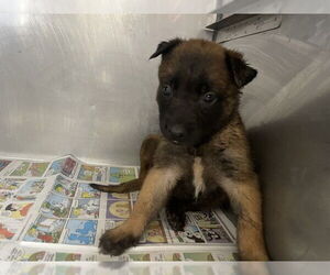 Mutt Dogs for adoption in San Bernardino, CA, USA