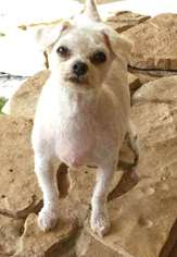 Bichon Frise Dogs for adoption in Altus, OK, USA