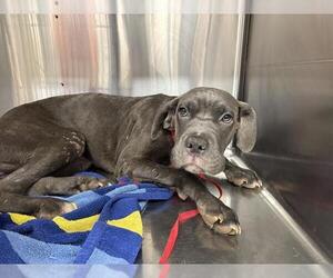 Mutt Dogs for adoption in Grand Prairie, TX, USA