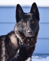 Akita-German Shepherd Dog Mix Dogs for adoption in Anchorage, AK, USA