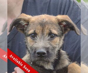 German Shepherd Dog-Unknown Mix Dogs for adoption in Huntley, IL, USA