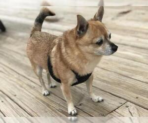Chihuahua Dogs for adoption in Montpelier , VT, USA