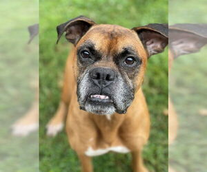 Boxer Dogs for adoption in Easton, MD, USA