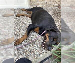 Rottweiler-Unknown Mix Dogs for adoption in Houston, TX, USA