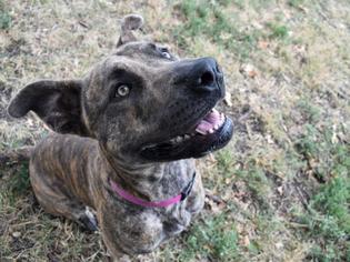 Presa Canario-Unknown Mix Dogs for adoption in Lawrence, KS, USA