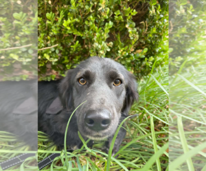 Border Collie-Dachshund Mix Dogs for adoption in Fresno, CA, USA