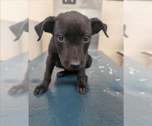 Bulldog-Unknown Mix Dogs for adoption in Mobile, AL, USA