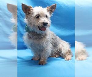 Mutt Dogs for adoption in Burbank, CA, USA