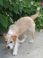 Medium Photo #1 Jack Russell Terrier-Unknown Mix Puppy For Sale in Baileyton, AL, USA