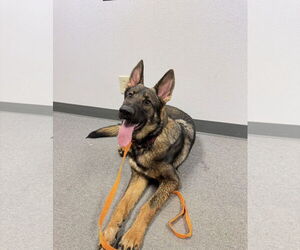 German Shepherd Dog-Unknown Mix Dogs for adoption in Euless, TX, USA